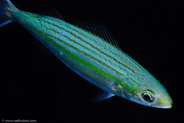 Bonnetmouth (Emmelichthyops atlanticus)