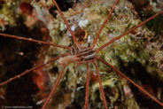 Yellowline Arrow Crab (Stenorhynchus seticornis)
