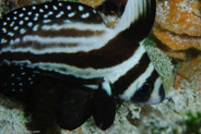 Spotted Drum (Equetus punctatus)