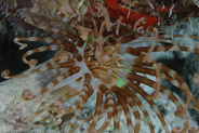 Banded Tube-Dwelling Anemone (Arachnanthus nocturnus)