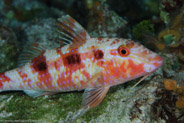 Spotted Goatfish (Pseudupeneus maculatus)