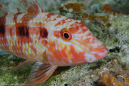 Spotted Goatfish (Pseudupeneus maculatus)