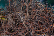 Giant Basket Star (Astrophyton muricatum)