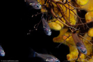 Giant Basket Star (Astrophyton muricatum)