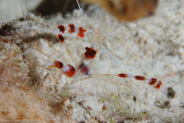 Banded Coral Shrimp (Stenopus hispidus)