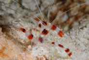Banded Coral Shrimp (Stenopus hispidus)