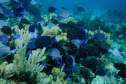 Blue Tang (Acanthurus coeruleus)