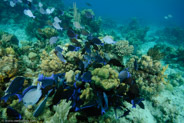 Blue Tang (Acanthurus coeruleus)