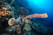 Stove-Pipe Sponge (Aplysina archeri)