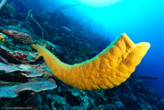 Yellow Tube Sponge (Aplysina fistularis)