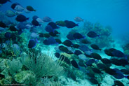 Blue Tang (Acanthurus coeruleus)