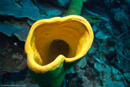 Yellow Tube Sponge (Aplysina fistularis)