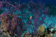Sea Plume (Pseudopterogorgia spp.)