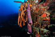 Stove-Pipe Sponge (Aplysina archeri)