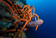 Scattered Pore Rope Sponge? (Aplysina fulva)