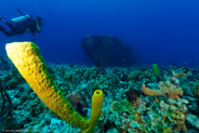 Yellow Tube Sponge (Aplysina fistularis)