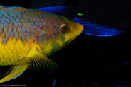 Spanish Hogfish (Bodianus rufus)
