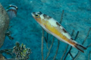 Tobaccofish (Serranus tabacarius)