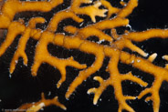 Branching Fire Coral (Millepora alcicornis)