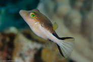 Sharpnose Puffer (Canthigaster rostrata)