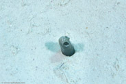 Garden Eel (Heteroconger halis)