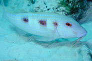Spotted Goatfish (Pseudupeneus maculatus)