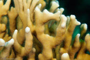 Branching Fire Coral (Millepora alcicornis)