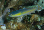 Yellowhead Wrasse  (Halichoeres garnoti)