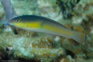Yellowhead Wrasse  (Halichoeres garnoti)