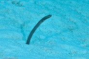 Garden Eel (Heteroconger halis)