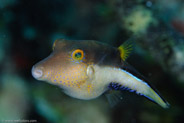 Sharpnose Puffer (Canthigaster rostrata)