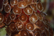 Brown Zoanthid (Zoanthidea)