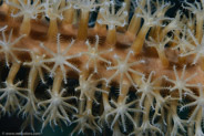 Knobby Sea Rod? (Eunicea spp.)