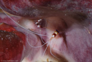 Banded Coral Shrimp (Stenopus hispidus)