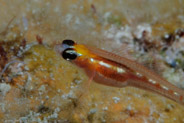 Masked Goby (Coryphopterus personatus)