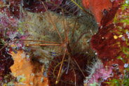 Yellowline Arrow Crab (Stenorhynchus seticornis)
