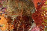 Yellowline Arrow Crab (Stenorhynchus seticornis)