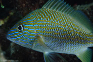 Bluestriped Grunt (Haemulon sciurus)