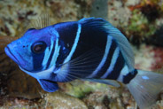 Indigo Hamlet (Hypoplectrus indigo)