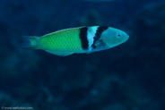 Bluehead (Thalassoma bifasciatum)