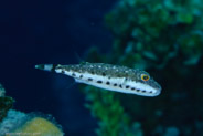 Bandtail Puffer (Sphoeroides spengleri)
