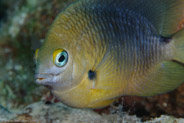 Threespot Damselfish (Stegastes planifrons)