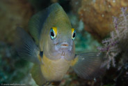 Threespot Damselfish (Stegastes planifrons)