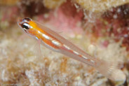 Masked Goby (Coryphopterus personatus)