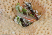 Masked Goby (Coryphopterus personatus)