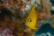 Threespot Damselfish (Stegastes planifrons)