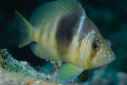 Barred Hamlet (Hypoplectrus puella)