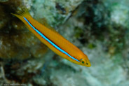 Yellowhead Wrasse  (Halichoeres garnoti)