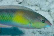 Yellowhead Wrasse  (Halichoeres garnoti)