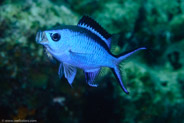 Blue Chromis (Chromis cyanea)